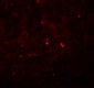 ANG Antibody